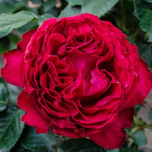 Vendita, rose rose ibridi di tea - rosso - Rosa Traviata® - rosa non profumata - Alain Meilland - ,-